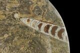 Fossil Orthoceras & Goniatite Round Plate - Stoneware #140076-1